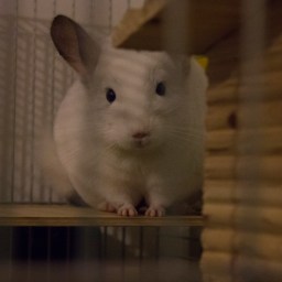 Činčile in vročina