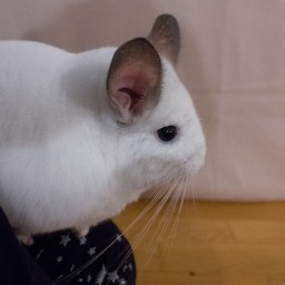 Potovanje s činčilo